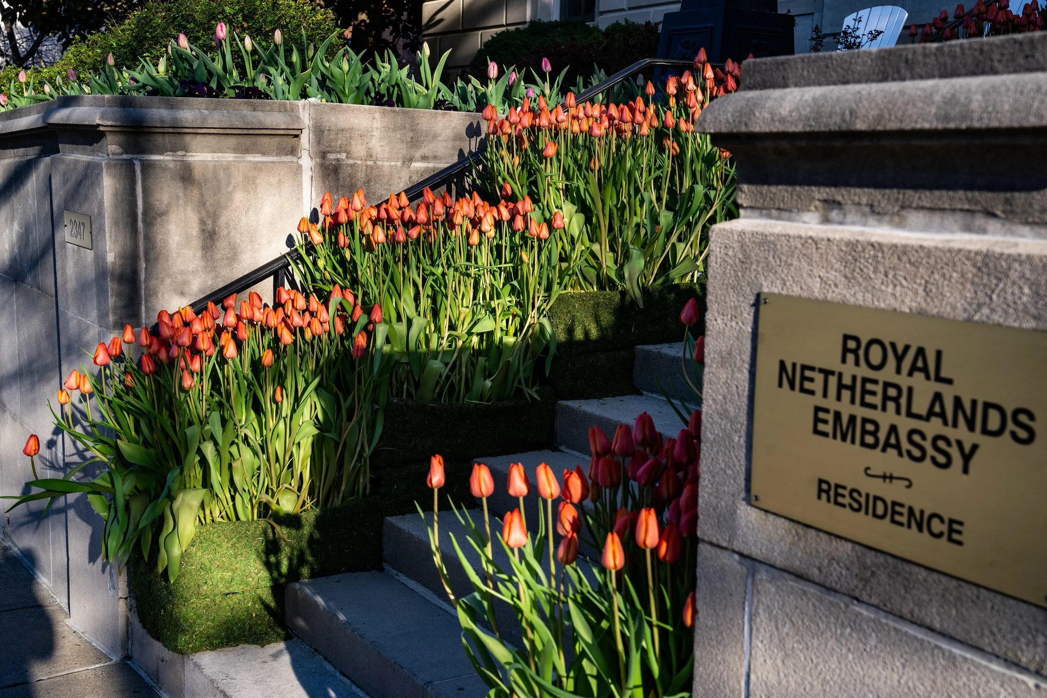 Dutch Ambassador's Residence tulips